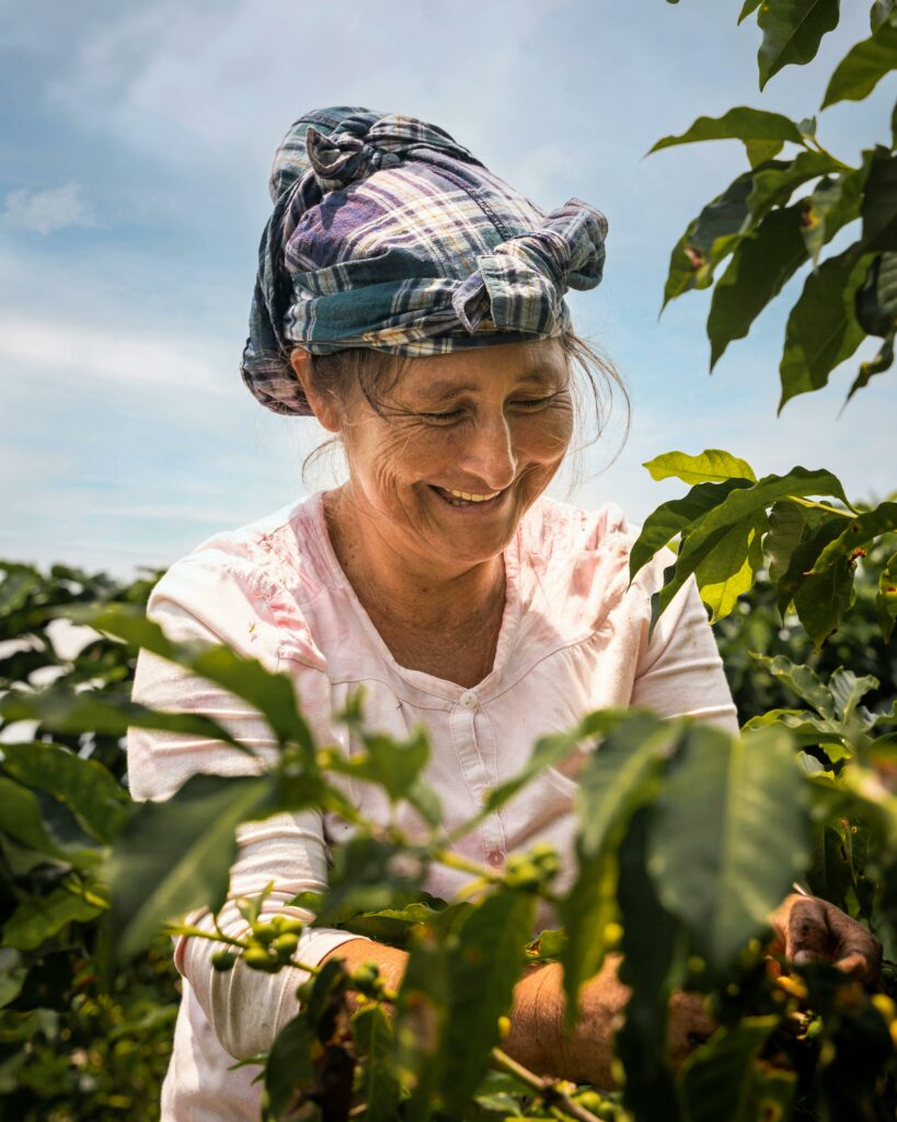 Woman picking coffee