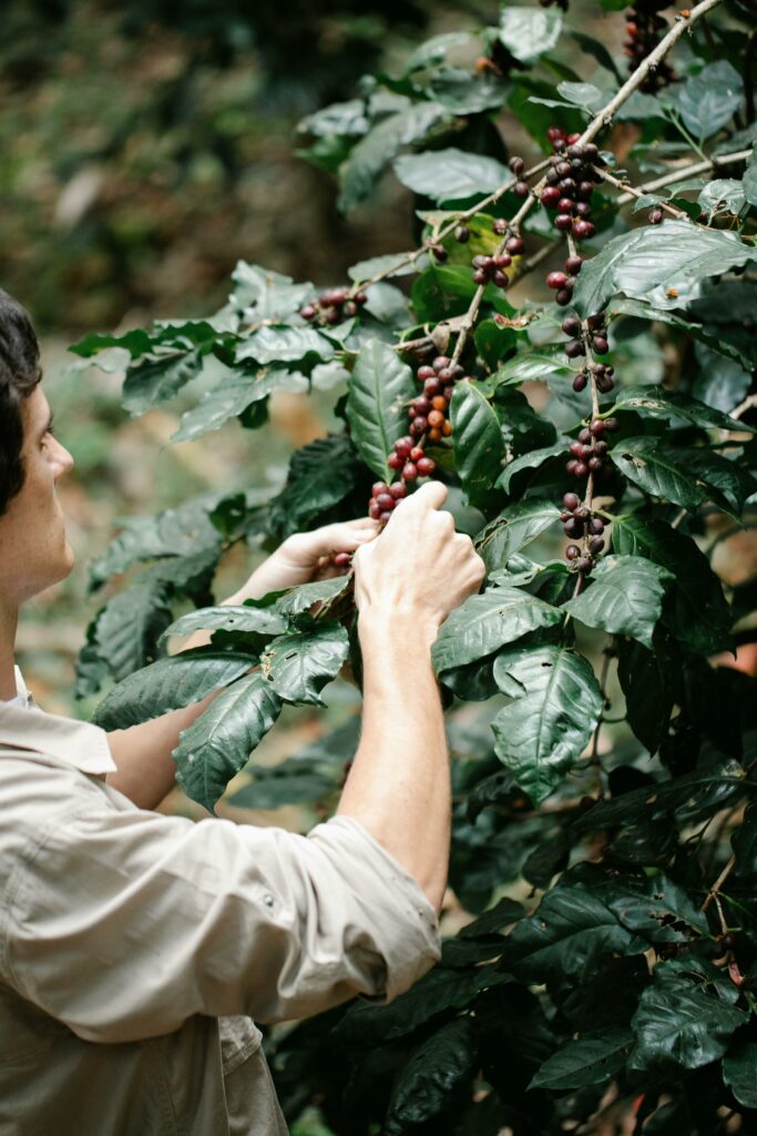 Guy picking coffee